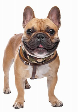 Table_dog